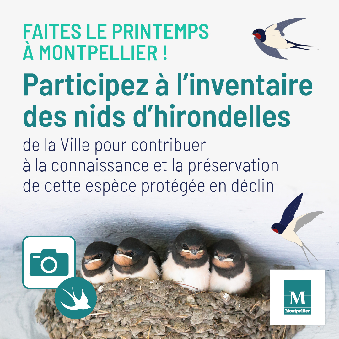 1080x1080_HIRONDELLE_CECENSEMENT_05_2023_MN3.jpg