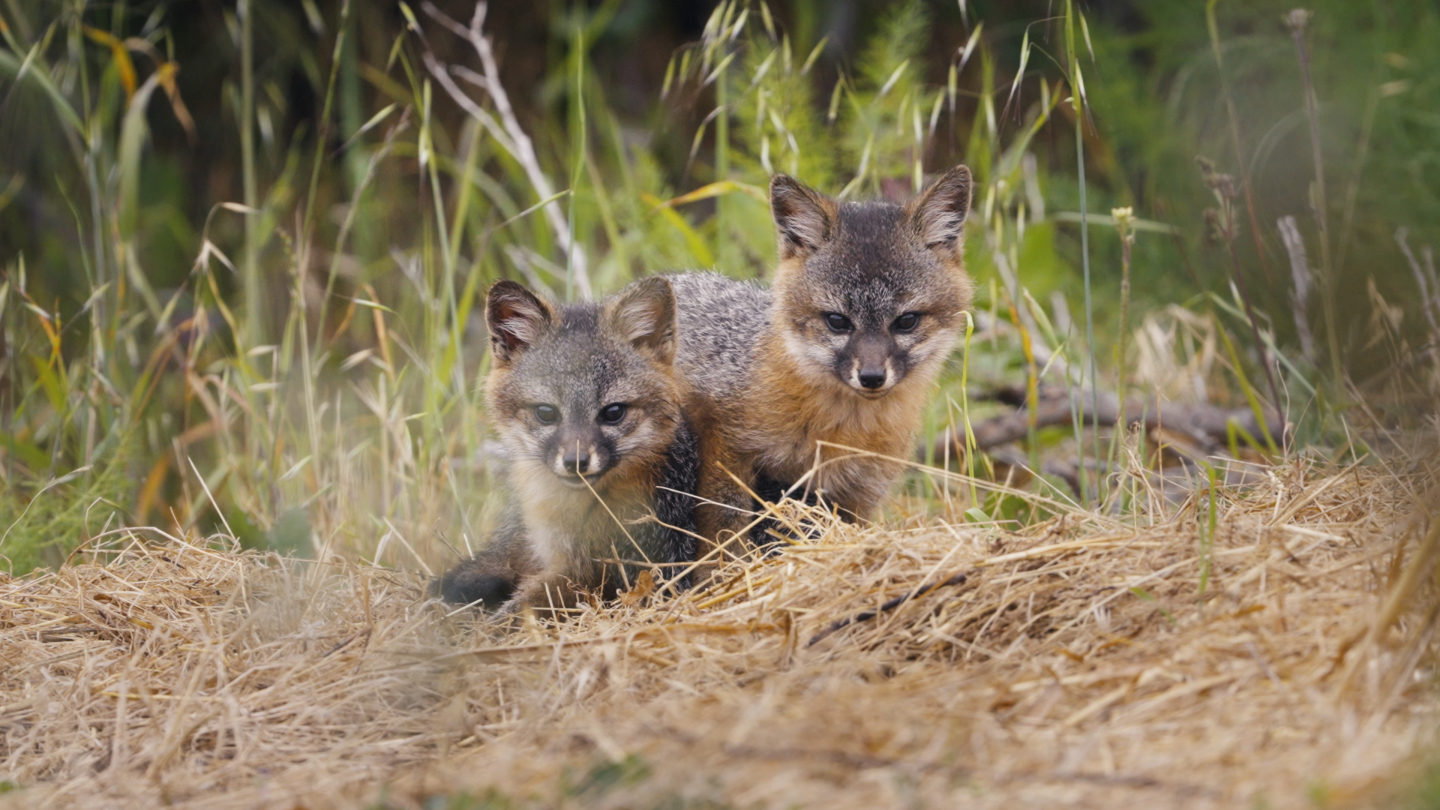 Le renard qui a sauvé son île 2.jpeg