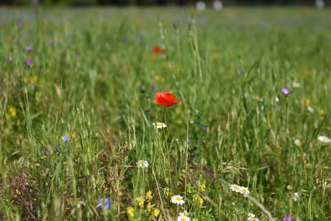 tous les parcs et jardins de la Ville de Montpellier ouverts à partir du 8 juin 2020