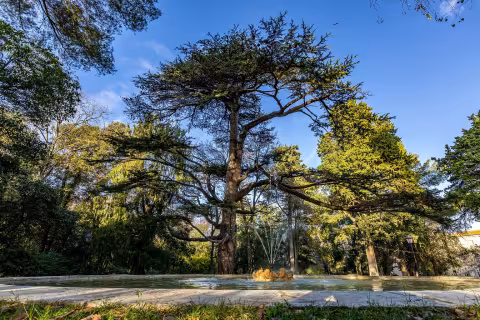 Installation du premier Comité Arbre ce 15 février 2021