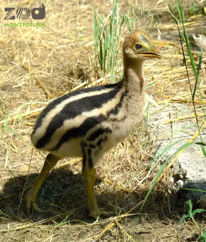 naissance d'un poussin casoar à casque au Parc zoologique de Lunaret