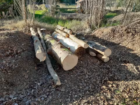 Une nouvelle vie pour le sapin de la Comédie