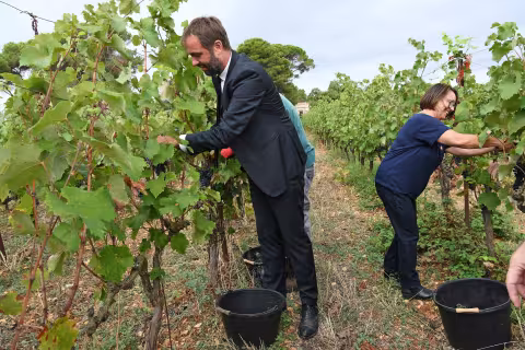 La Ville de Montpellier a coorganisé la première édition des vendanges solidaires au Mas Nouguier ce mardi 6 septembre 2022 avec l'AOP Languedoc et l'ESAT des Compagnons de Maguelone