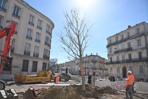 Le nouveau Micocoulier sera accompagné prochainement d'arbres supplémentaires. Crédit photo : Ludovic Sévérac