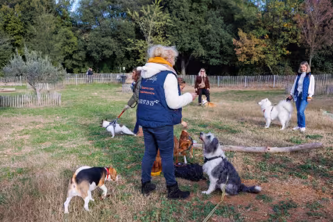 COURS COLLECTIFS D’ÉDUCATIONS CANINE DANS LES PARCS DE LA VILLE