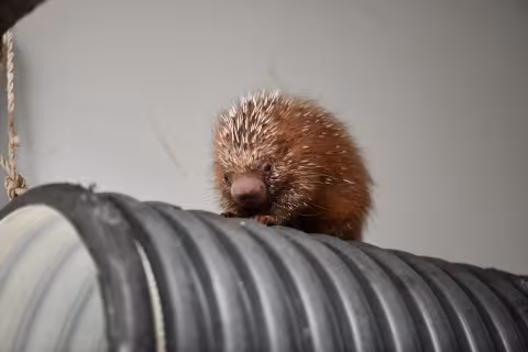 De nouvelles naissances au Zoo de Montpellier !
