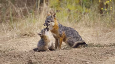 Projection en avant-première du film "Le renard qui a sauvé son île", lundi 26 mai à 19h au Cinéma Nestor Burma