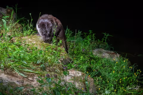 Le Lez accueille son 1er havre de paix pour la Loutre d'Europe