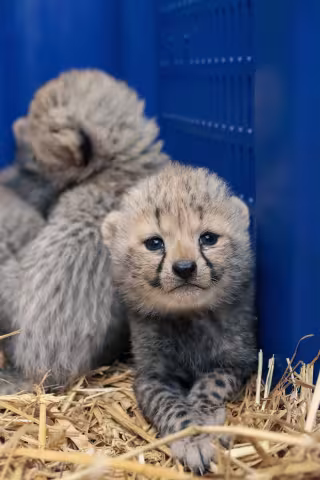 Quatre naissances de guépards au Zoo de Montpellier
